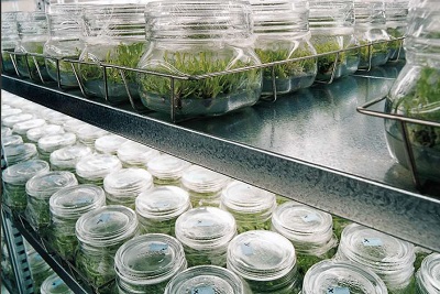 Plant and Tissue Culture Media